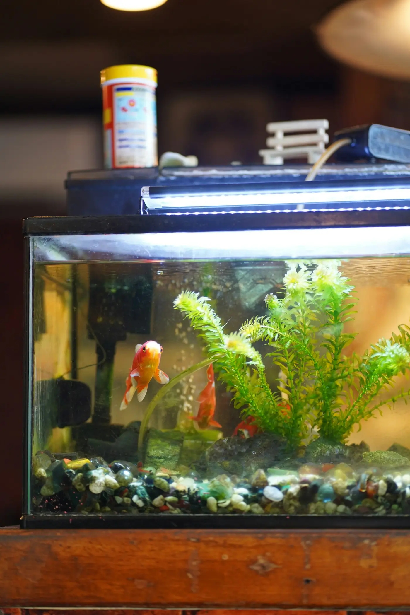 Akvarium med fisk, planter og sten