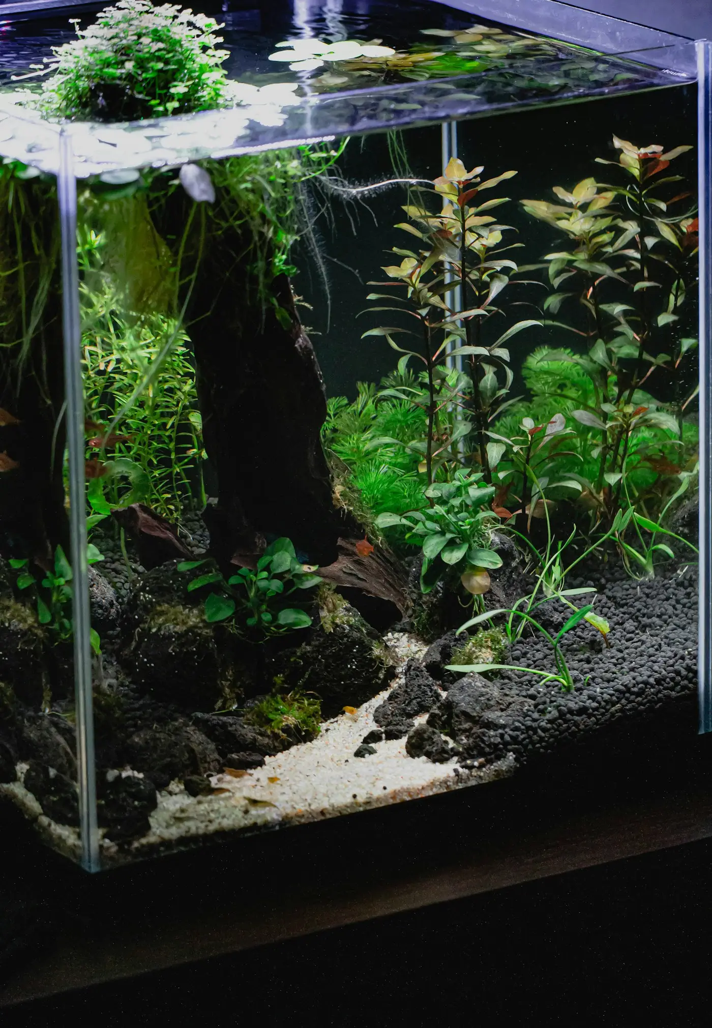 Akvarium med grønne planter
