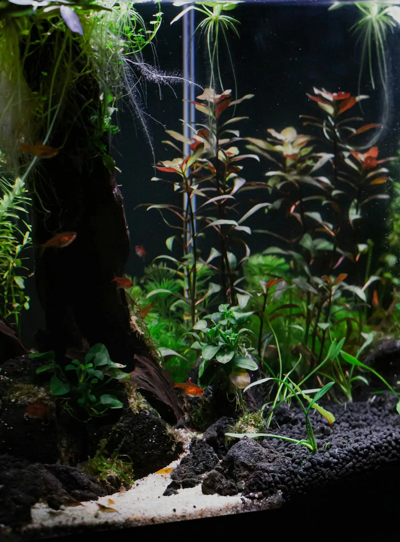 Akvarium med planter og klart vand