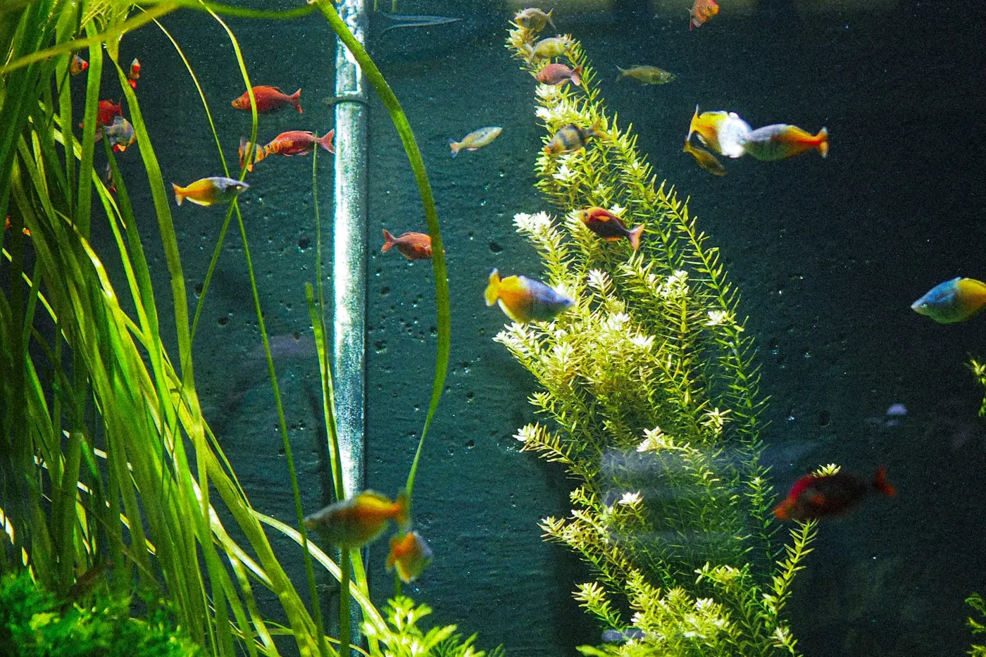 Farverigt akvarium med mange forskellige fisk