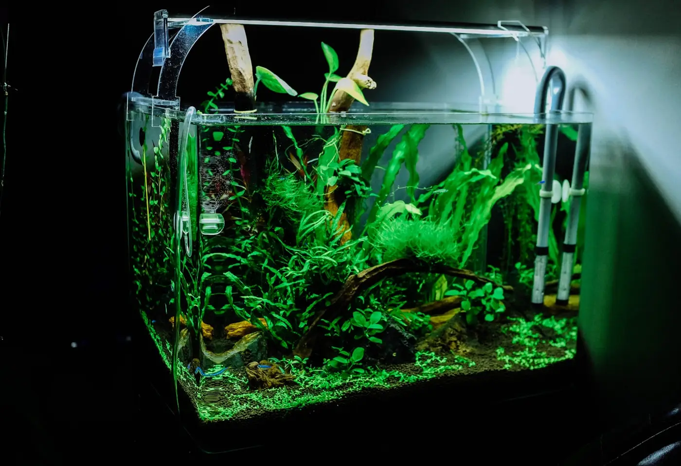 Grønne planter i et klart planteakvarium