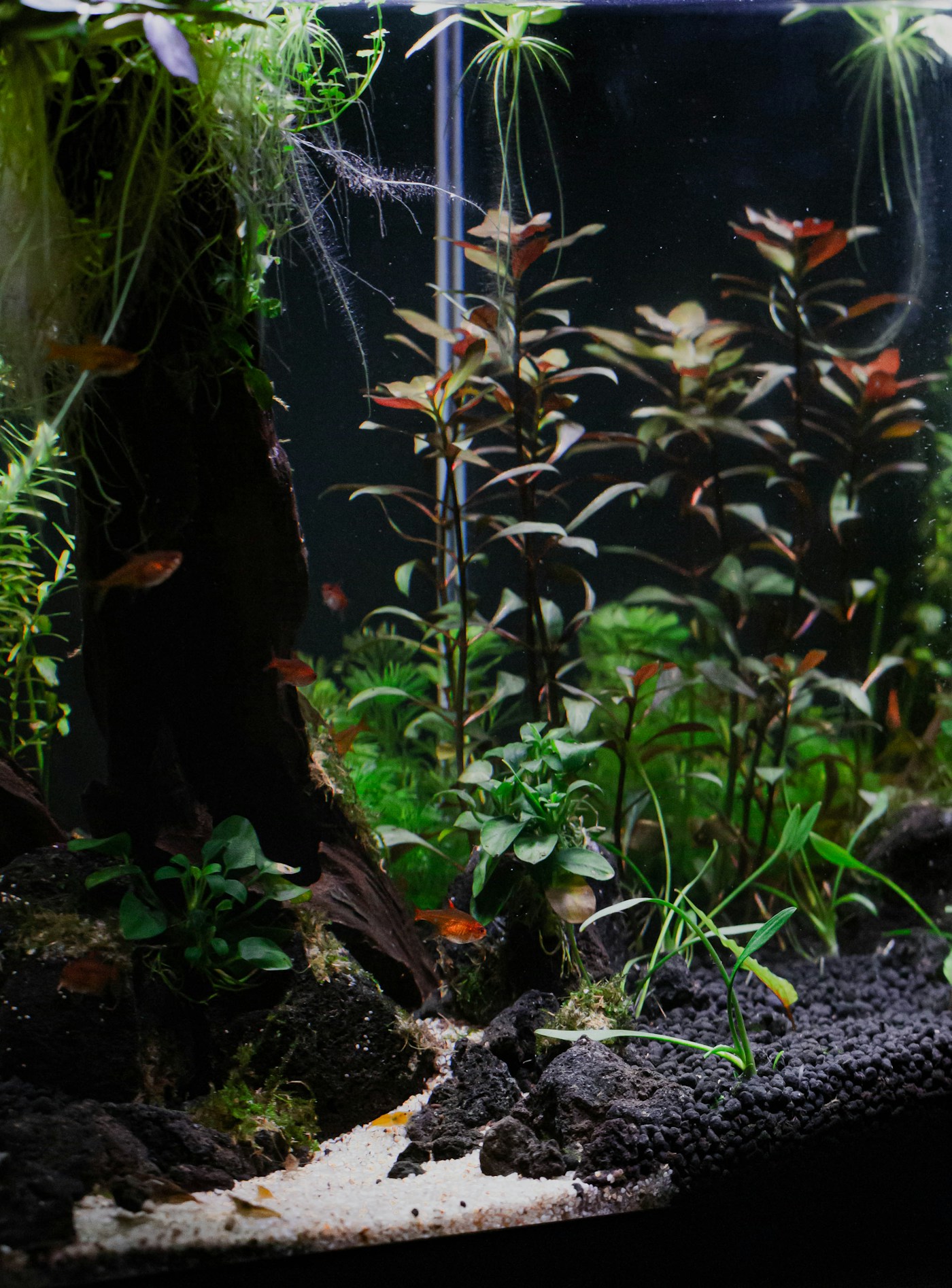 Akvarium med planter og klart vand